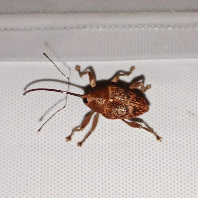 Curculio glandium - tölgymakkzsuzsóka