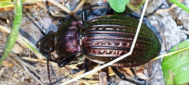 Carabus ulrichii - rezes futrinka Carabus ulrichii - rezes futrinka