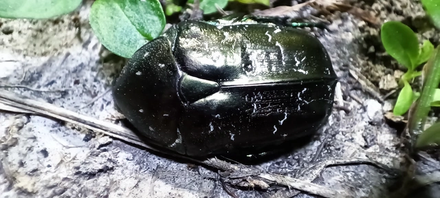 Protaetia marmorata - márványos virágbogár