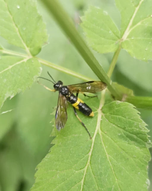 Hymenoptera - Hártyásszárnyúak