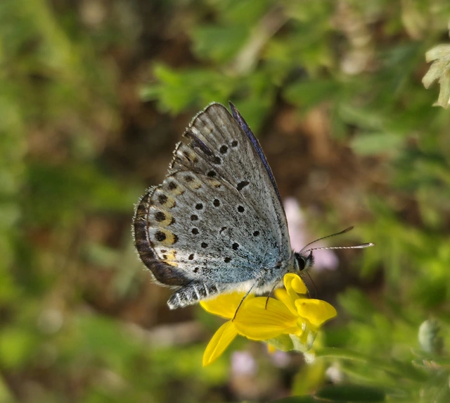 Plebejus argyrognomon - tintakék boglárka