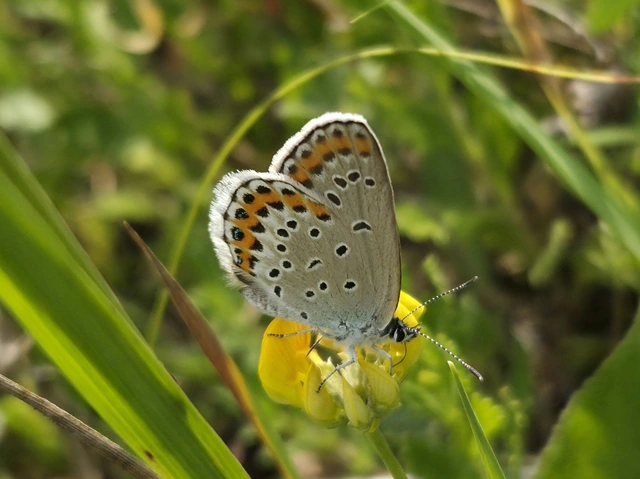 Plebejus argyrognomon - tintakék boglárka