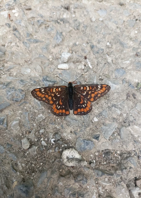 Euphydryas maturna - díszes tarkalepke