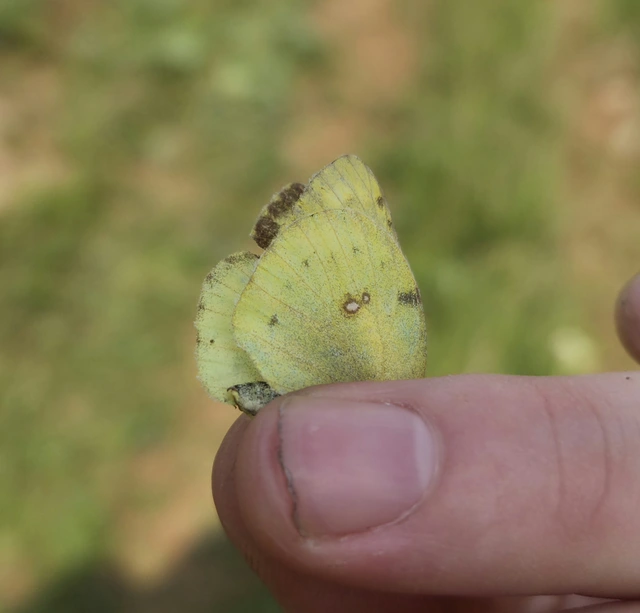 Colias alfacariensis - déli kéneslepke