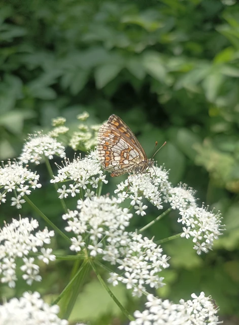 Melitaea athalia - közönséges tarkalepke