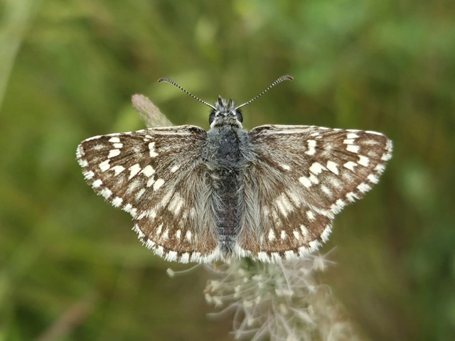 Pyrgus carthami - nagy busalepke