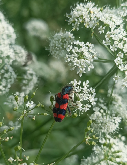 Trichodes favarius - hatfoltos méhészbogár