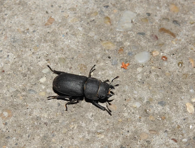 Dorcus parallelipipedus - kis szarvasbogár