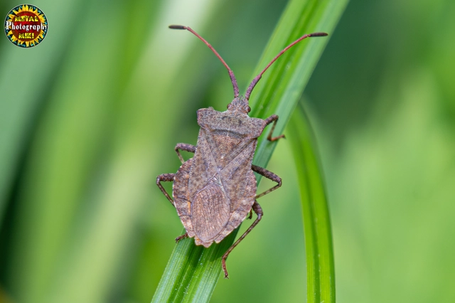 Coreus marginatus - közönséges karimáspoloska