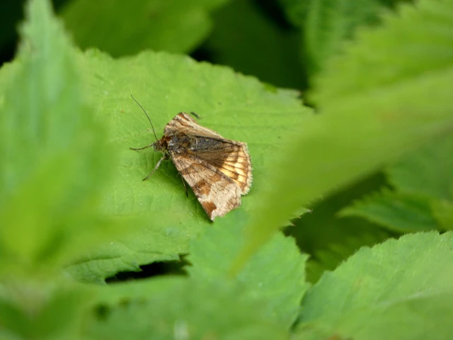 Euclidia glyphica - közönséges nappalibagoly