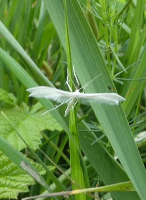 Pterophorus pentadactyla - fehér tollasmoly