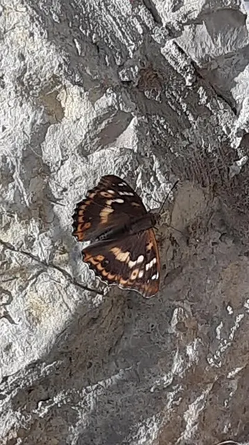 Apatura ilia - kis színjátszólepke