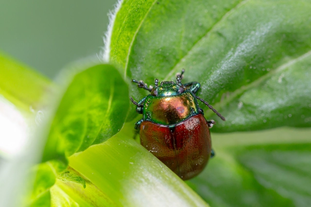Chrysolina polita - réti mentalevelész Chrysolina polita - réti mentalevelész