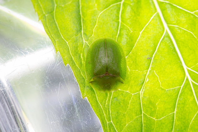Cassida viridis - zöld pajzsbogár Cassida viridis - zöld pajzsbogár