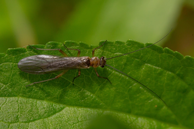 Plecoptera - Álkérészek