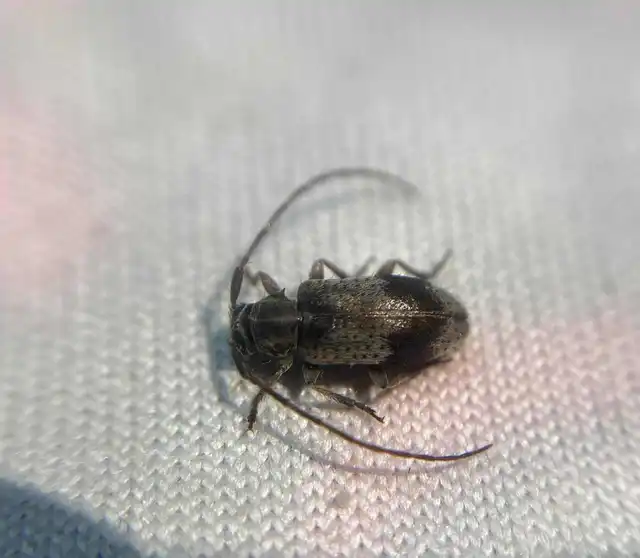 Exocentrus punctipennis - szilfa-rőzsecincér