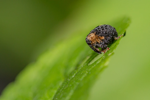 Cionus tuberculosus - sávosnyakú gömbormányos