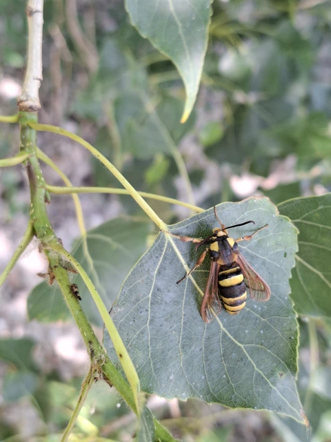Sesia apiformis - darázslepke