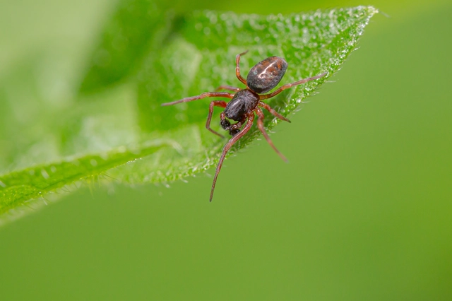 Dictynidae - hamvaspókok