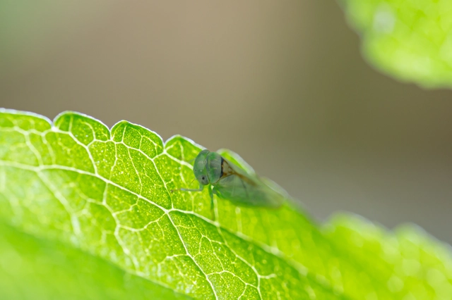 Viridicerus ustulatus