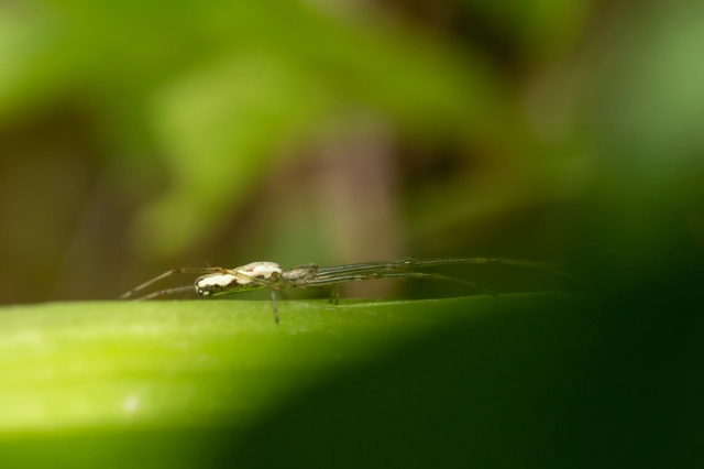 Tetragnatha