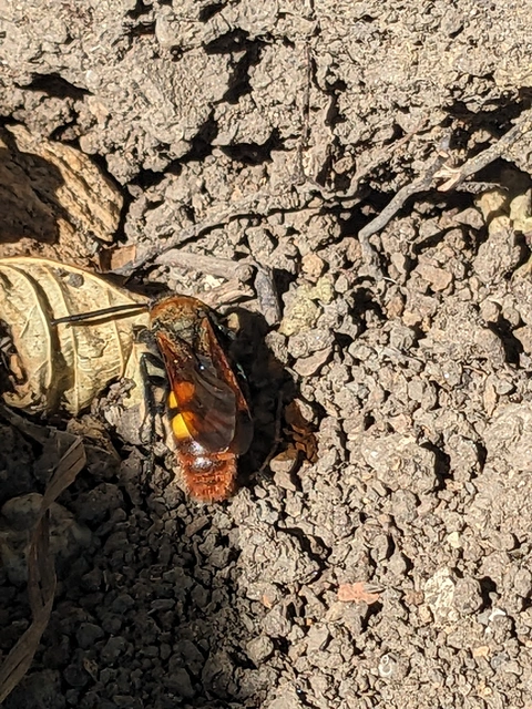 Megascolia maculata - óriás-tőrösdarázs