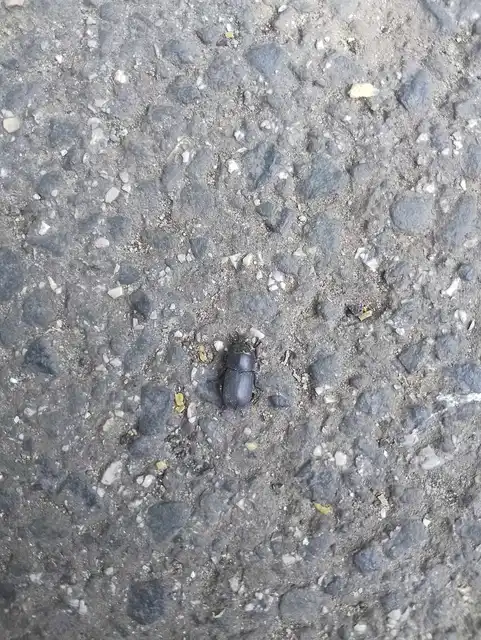 Dorcus parallelipipedus - kis szarvasbogár