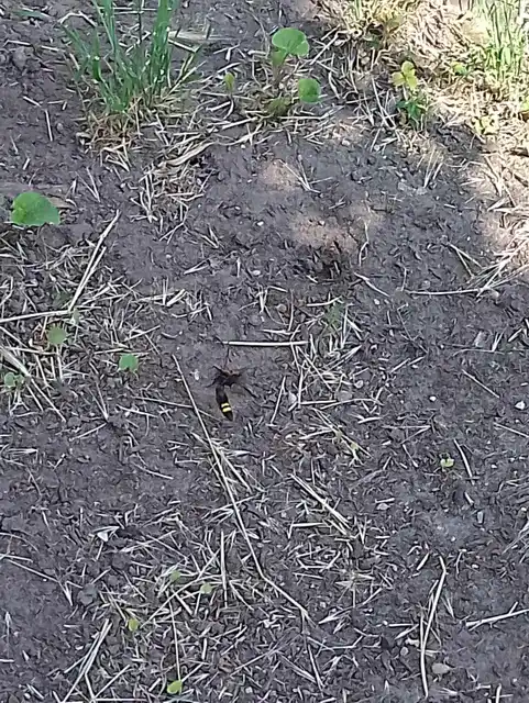 Megascolia maculata - óriás-tőrösdarázs