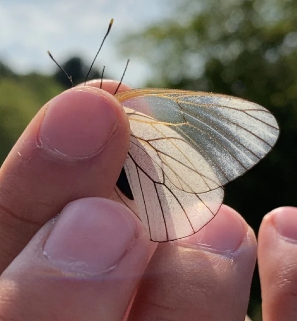 Aporia crataegi - galagonyalepke