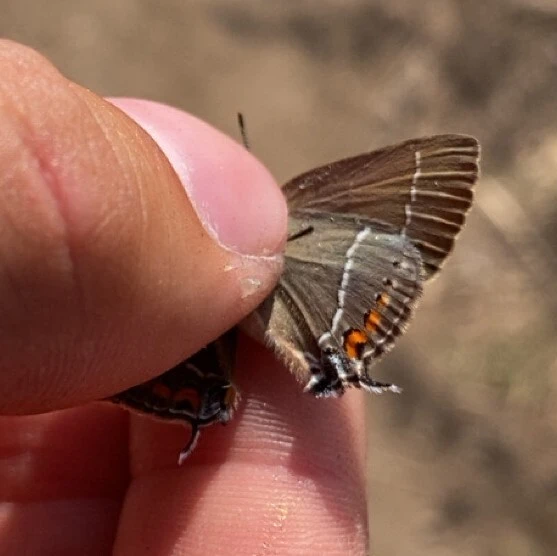 Satyrium spini - kökény-csücsköslepke