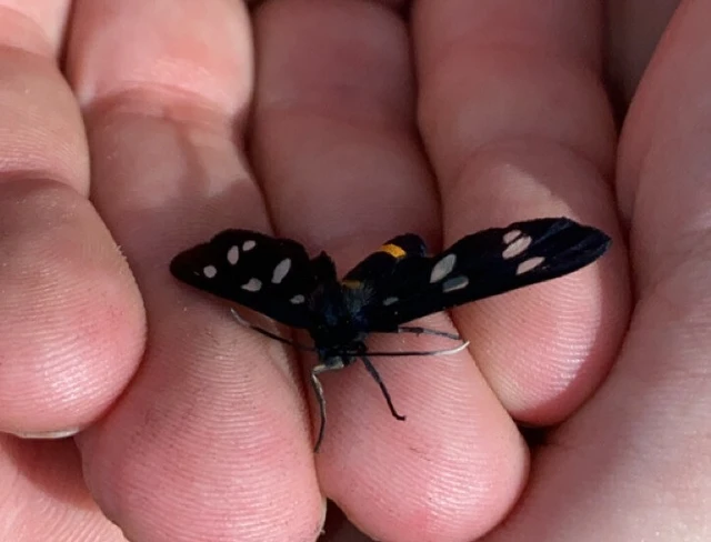 Amata phegea - fehérpettyes álcsüngőlepke