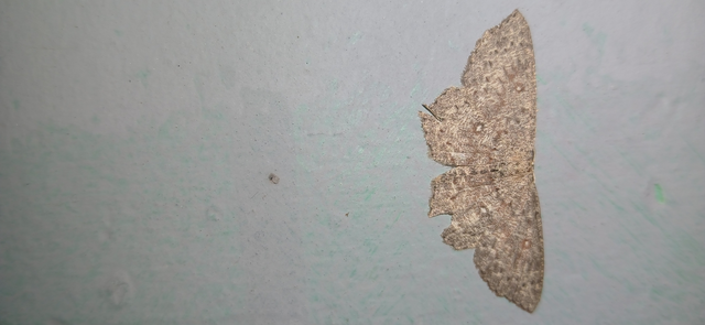 Cyclophora pendularia - fűzfa-pettyesaraszoló