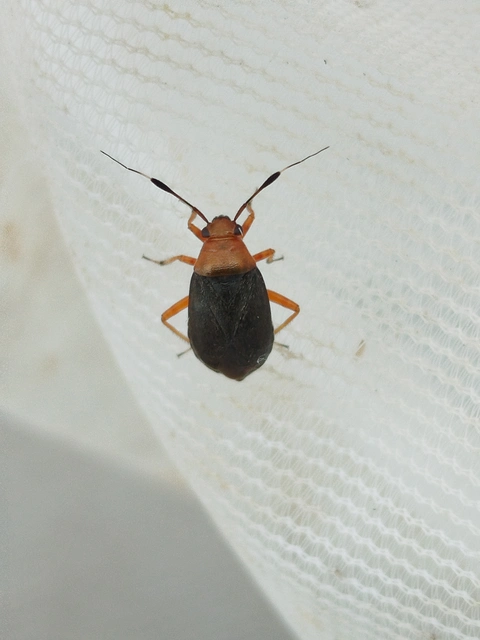 Capsus ater - fekete mezeipoloska