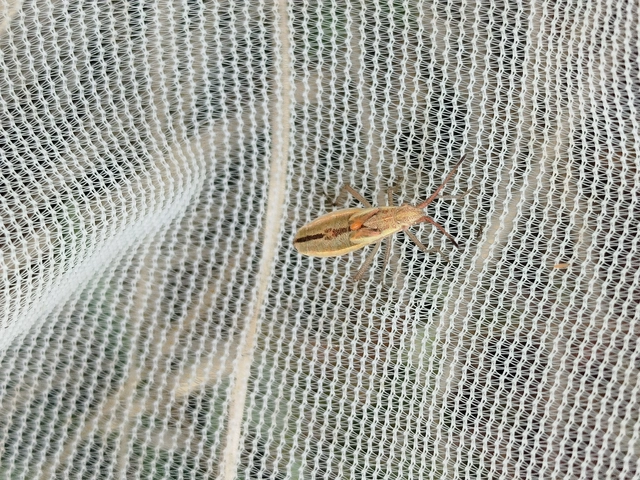Myrmus miriformis - kurtaszárnyú karimáspoloska