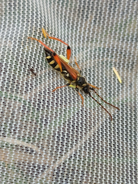 Stenopterus rufus - tarkacsápú keskenyfedőscincér