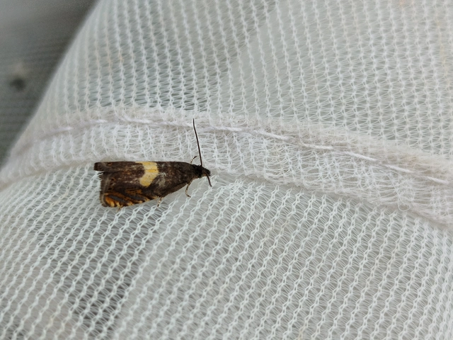 Dichrorampha petiverella - közönséges gyökérfúrómoly