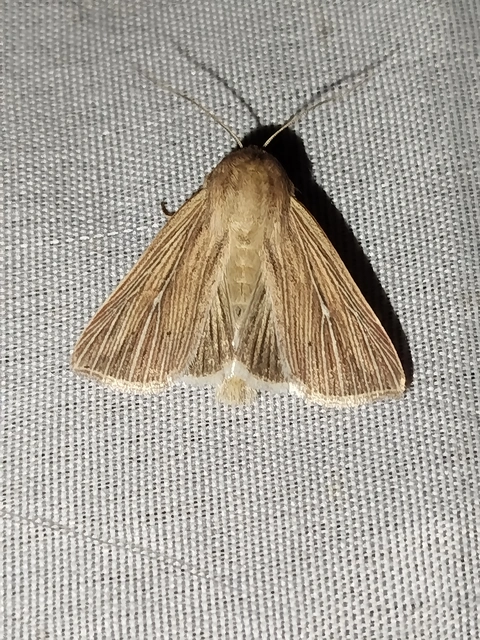 halványrajzú rétibagoly - Mythimna congrua