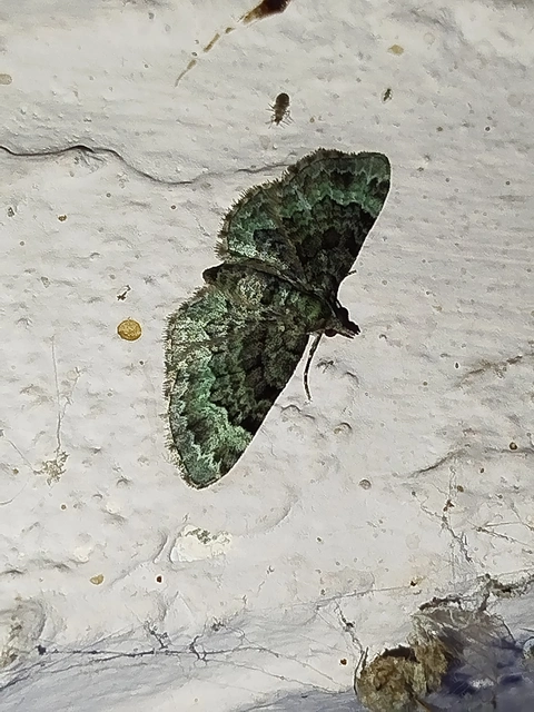 Pasiphila rectangulata - almavirág-araszoló