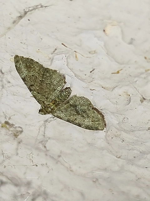 Pasiphila chloerata - hamvas törpearaszoló