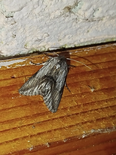 szürke apróbagoly - Calophasia platyptera