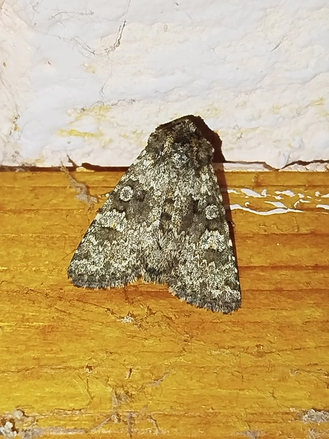 Hecatera dysodea - parajbagoly