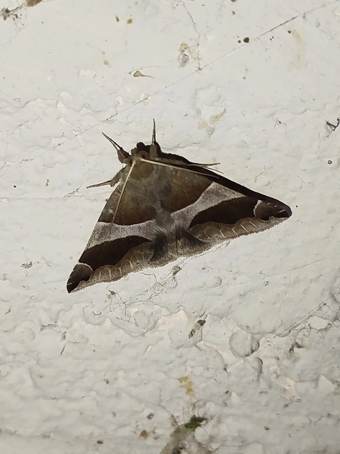 déli porcelánbagoly - Dysgonia algira