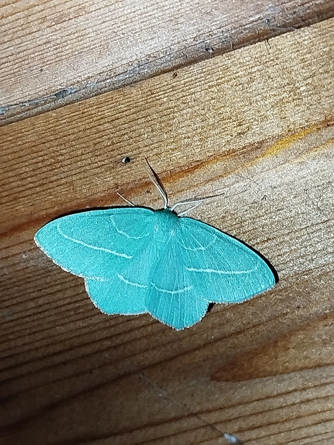 kékes zöldaraszoló - Hemistola chrysoprasaria