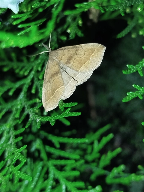 Pechipogo plumigeralis - tollascsápú karcsúbagoly