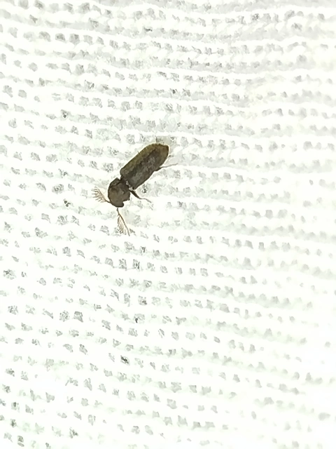 Ptilinus pectinicornis - fésűscsápú álszú