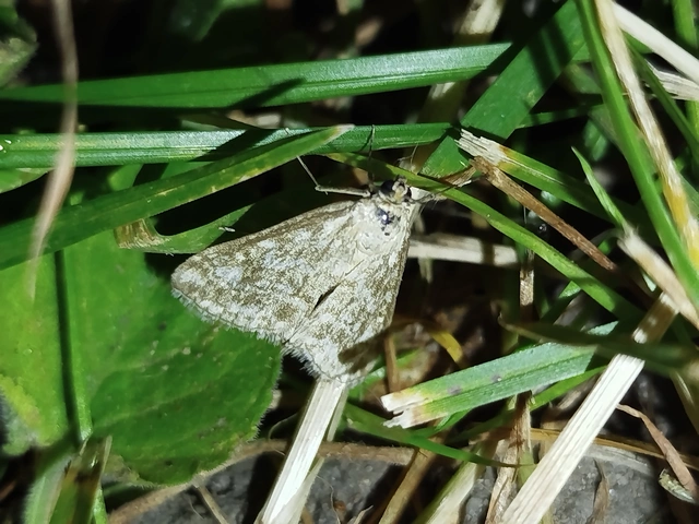 Evergestis frumentalis - tavaszi dudvamoly