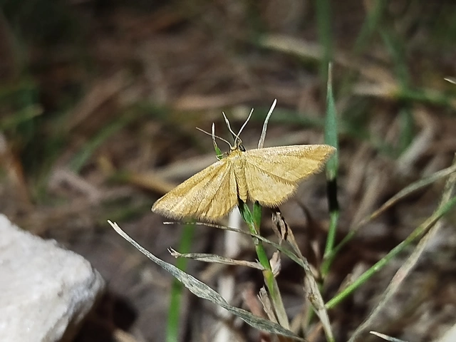 Idaea serpentata - kis sávosaraszoló