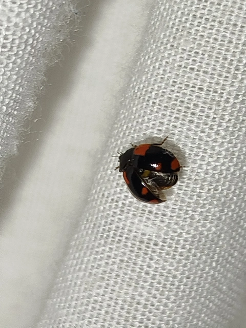 Adalia bipunctata - kétpettyes katica