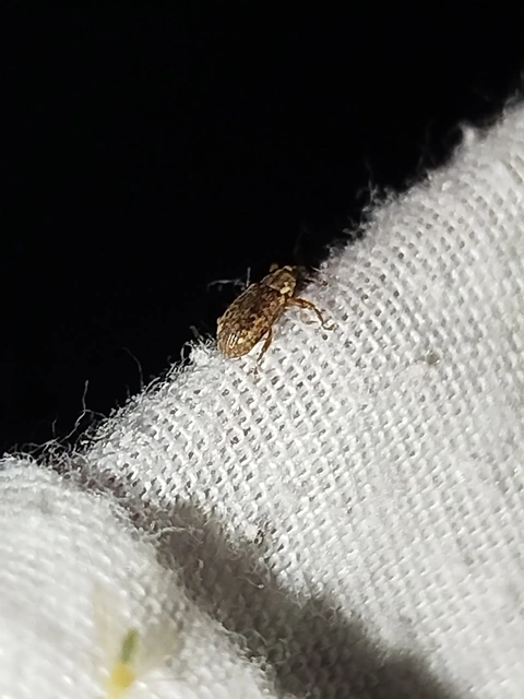 Dorytomus