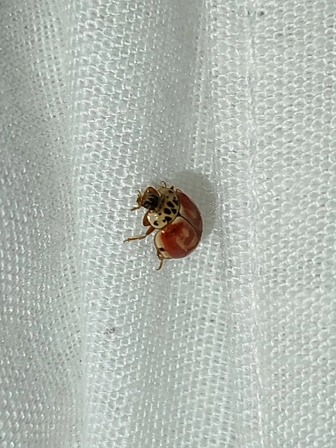 Harmonia quadripunctata - négypettyes katica